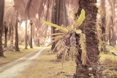 Petrol palmiyesi tarımı çevresindeki çevresel kızılötesi görüntü.