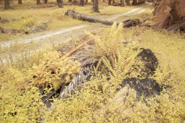 Petrol palmiyesi tarımı çevresindeki çevresel kızılötesi görüntü.