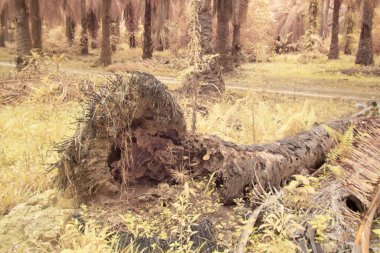 Petrol palmiyesi tarımı çevresindeki çevresel kızılötesi görüntü.