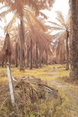 Petrol palmiyesi tarımı çevresindeki çevresel kızılötesi görüntü.