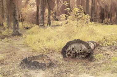 Petrol palmiyesi tarımı çevresindeki çevresel kızılötesi görüntü.