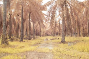 Petrol palmiyesi tarımı çevresindeki çevresel kızılötesi görüntü.