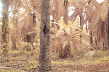 Petrol palmiyesi tarımı çevresindeki çevresel kızılötesi görüntü.