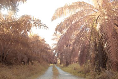 Petrol palmiyesi tarımı çevresindeki çevresel kızılötesi görüntü.