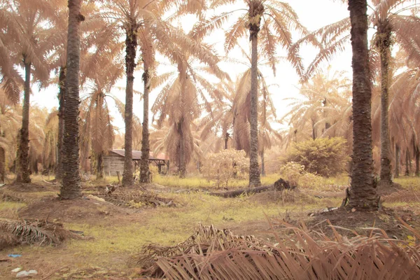 Imagem Infravermelha Ambiental Torno Plantação Óleo Palma — Fotografia de Stock