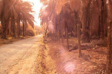 Petrol palmiyesi tarımı çevresindeki çevresel kızılötesi görüntü.