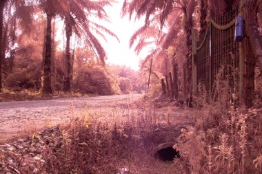 Petrol palmiyesi tarımı çevresindeki çevresel kızılötesi görüntü.