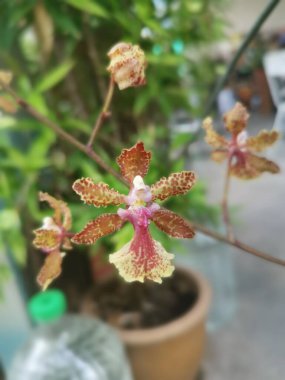 Renkli hidrit oncidium minik dans eden bayan orkidesi