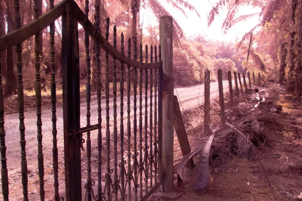 Image Infrarouge Environnementale Autour Plantation Palmiers Huile — Photo