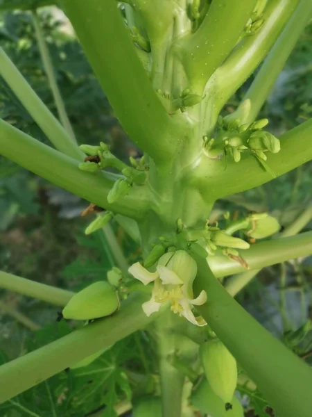 Papayastamm Mit Blüten Die Früchte Tragen — Stockfoto