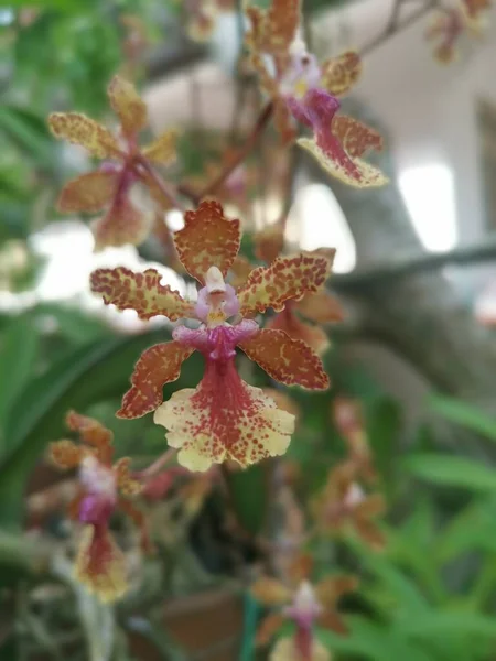 Bunte Hydrid Oncidium Winzige Tanzende Dame Orchidee — Stockfoto