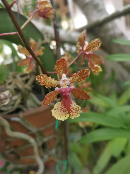 Красочная Гидридная Онцидиевая Крошечная Танцующая Леди Орхидея — стоковое фото
