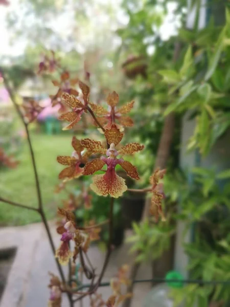 Barevné Hydrid Oncidium Maličké Taneční Dáma Orchidej — Stock fotografie