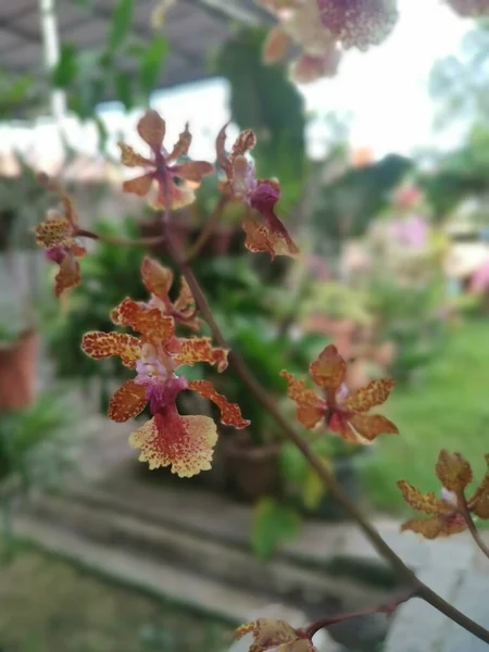 Renkli Hidrit Oncidium Minik Dans Eden Bayan Orkidesi — Stok fotoğraf