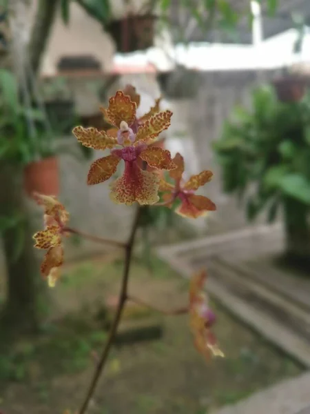 Barevné Hydrid Oncidium Maličké Taneční Dáma Orchidej — Stock fotografie