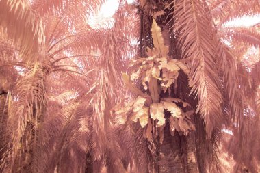 Yapraklı yaprak ağacına bakarken kızılötesi görüntü.