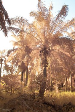 Yapraklı yaprak ağacına bakarken kızılötesi görüntü.