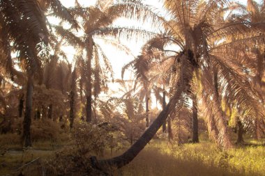 Yapraklı yaprak ağacına bakarken kızılötesi görüntü.