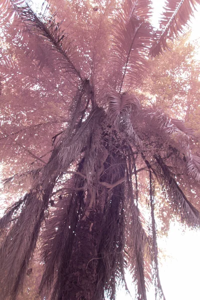 Υπέρυθρη Εικόνα Της Κοιτάζοντας Φυλλώδες Δέντρο Φύλλωμα — Φωτογραφία Αρχείου