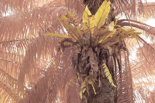 Infrared Image Looking Leafy Foliage Tree — Stock Photo, Image
