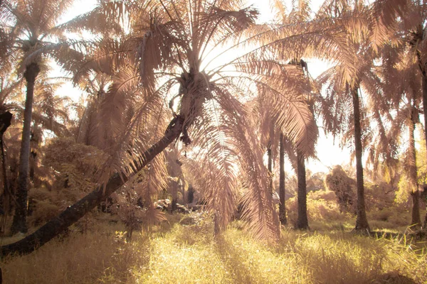 Инфракрасное Изображение Смотрящее Листовое Листовое Дерево — стоковое фото