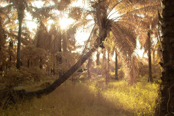 Yapraklı yaprak ağacına bakarken kızılötesi görüntü.