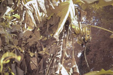 Ağaçta asılı yabani muz meyvelerinin kızılötesi görüntüsü.