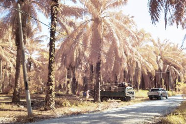 Perak, Malezya. 21 Eylül 2022 - Kg Koh Oil Palm Çiftliği 'nde petrol palmiyesi hasadı yapan kimliği belirsiz kişilerin kızılötesi manzara fotoğrafı.