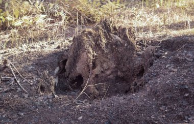 Yere düşen çürümüş ağaç gövdesinin kızılötesi görüntüsü.