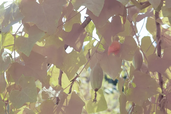 아이비 식물의 적외선 — 스톡 사진