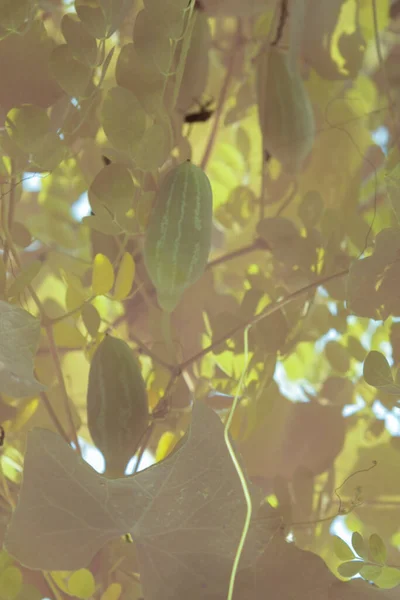 Инфракрасное Изображение Растения Белого Плюща — стоковое фото