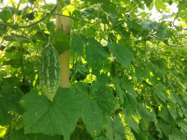 Asma bitkisinin gövdesinde yetişen acı kabak. 