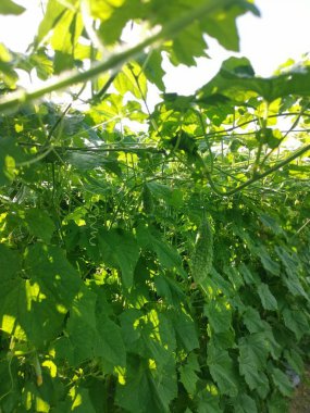 Asma bitkisinin gövdesinde yetişen acı kabak. 