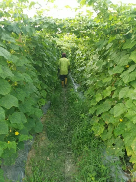 农民在对称行中走着去爬葡萄种植场 — 图库照片