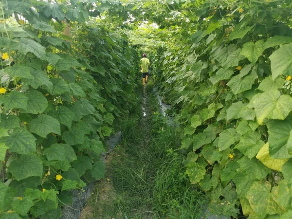 Agricultor Que Caminha Dentro Das Fileiras Simétricas Para Exploração Vinha — Fotografia de Stock