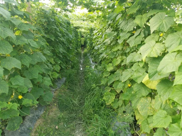 Agricultor Que Caminha Dentro Das Fileiras Simétricas Para Exploração Vinha — Fotografia de Stock