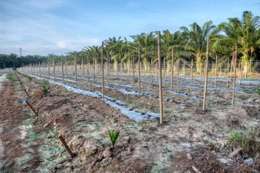 Bambu kutupları simetrik sırada sürünen asma bitkisi tarım çiftliğinde görülüyor..