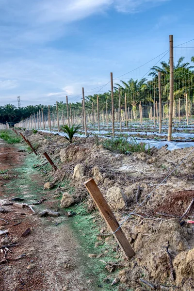 Cena Dos Pólos Bambu Linha Simétrica Fazenda Agricultura Planta Videira — Fotografia de Stock