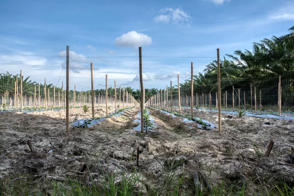 Szene Der Bambusstangen Symmetrischer Reihe Auf Dem Schleichenden Rebpflanzenbauernhof — Stockfoto