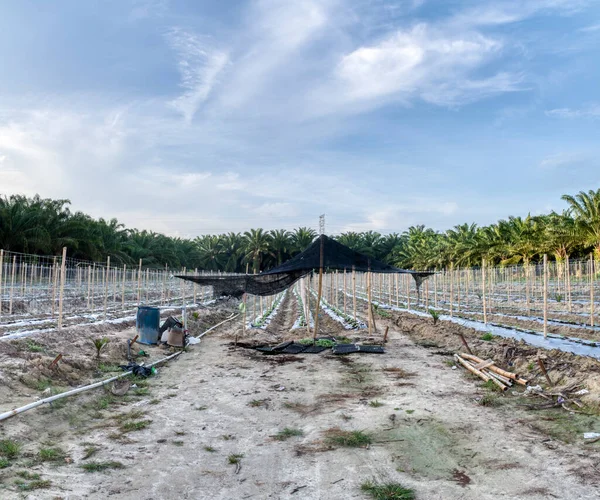 Szene Der Bambusstangen Symmetrischer Reihe Auf Dem Schleichenden Rebpflanzenbauernhof — Stockfoto