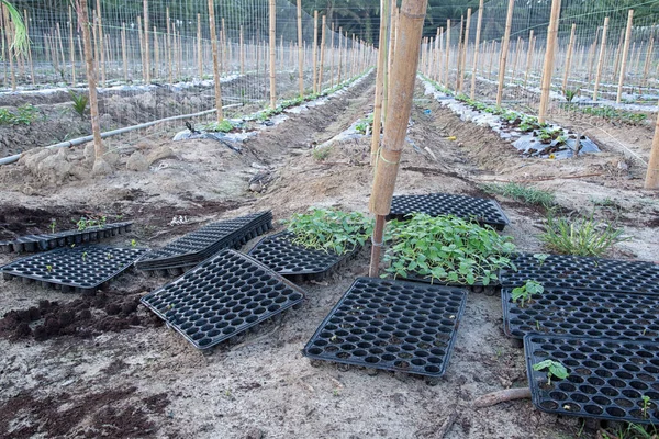 Plântula Cultivar Bandeja Plástico Preto Stater Encontrado Fazenda Agricultura Planta — Fotografia de Stock