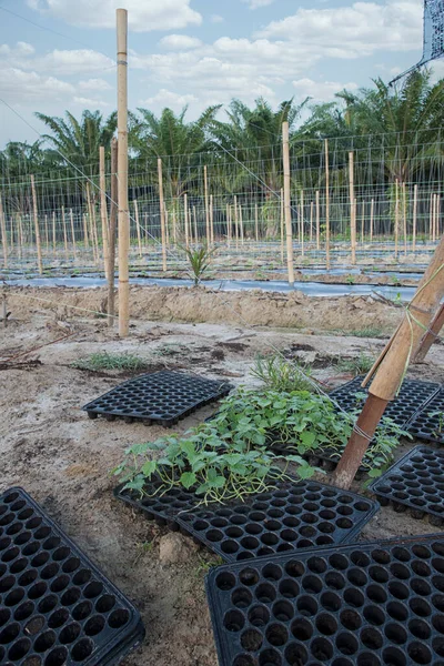 Plántulas Crecer Stater Bandeja Plástico Negro Que Encuentra Granja Agricultura — Foto de Stock