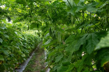 güzel yeşillik fotoğraf sahnesi salatalık ya da acı sebze yetiştirme çiftlikte.