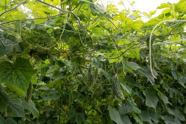 güzel yeşillik fotoğraf sahnesi salatalık ya da acı sebze yetiştirme çiftlikte.