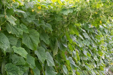 güzel yeşillik fotoğraf sahnesi salatalık ya da acı sebze yetiştirme çiftlikte.