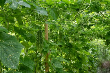 güzel yeşillik fotoğraf sahnesi salatalık ya da acı sebze yetiştirme çiftlikte.
