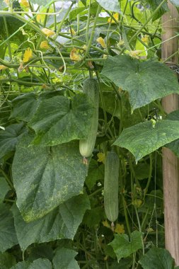 güzel yeşillik fotoğraf sahnesi salatalık ya da acı sebze yetiştirme çiftlikte.