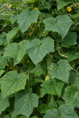 güzel yeşillik fotoğraf sahnesi salatalık ya da acı sebze yetiştirme çiftlikte.