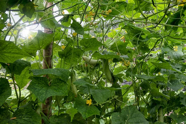 Güzel Yeşillik Fotoğraf Sahnesi Salatalık Acı Sebze Yetiştirme Çiftlikte — Stok fotoğraf