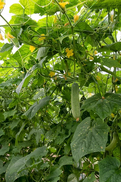 Bela Cena Fotografia Verde Pepino Cultivo Verduras Amargas Fazenda — Fotografia de Stock